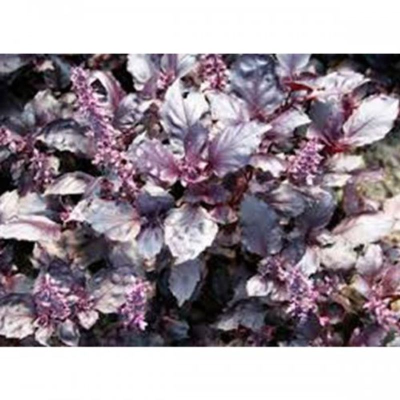 albahaca-morada-p12-1