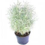 pino-aromatico-p12-1