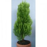 arbol-pino-semidorado-40-cm-1