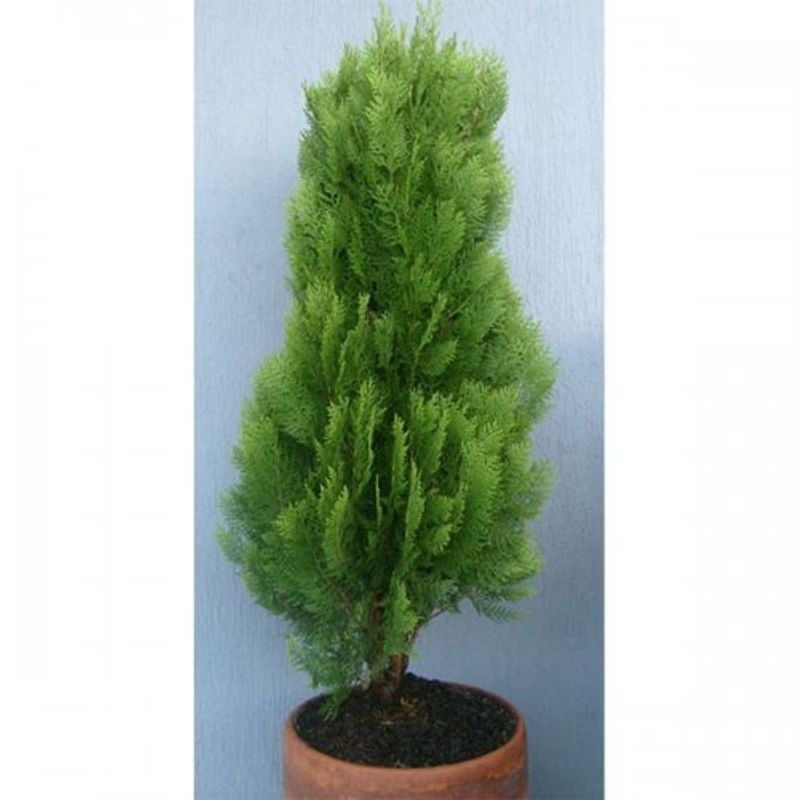 arbol-pino-semidorado-40-cm-1