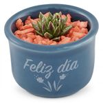 suculentas-pote-7-2