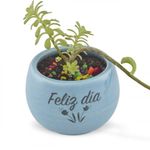 suculentas-pote-7-3