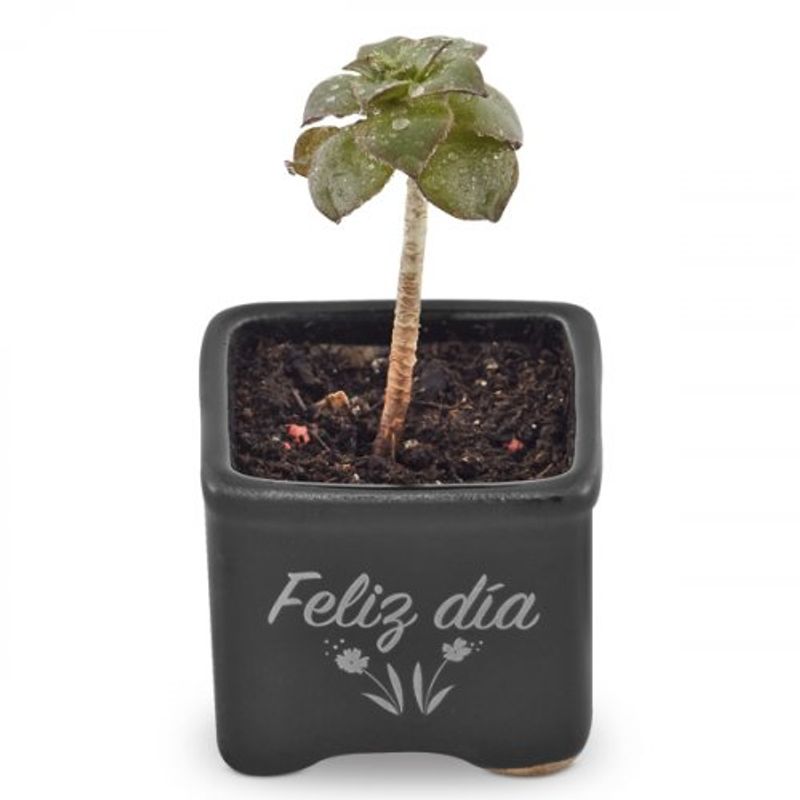 suculentas-pote-10-4