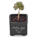 suculentas-pote-10-4