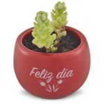 suculentas-pote-10-5