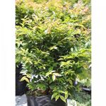 bonsai-jabuticaba-1