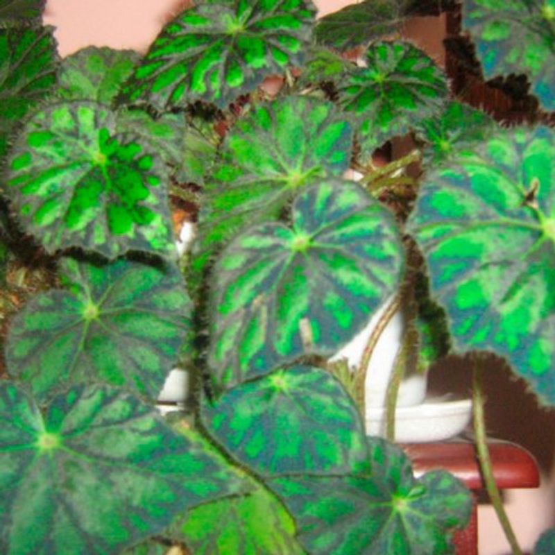 begonia-piel-de-sapo-p10-1