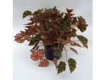 begonia-piel-de-sapo-p14-1