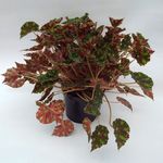 begonia-piel-de-sapo-p14-1