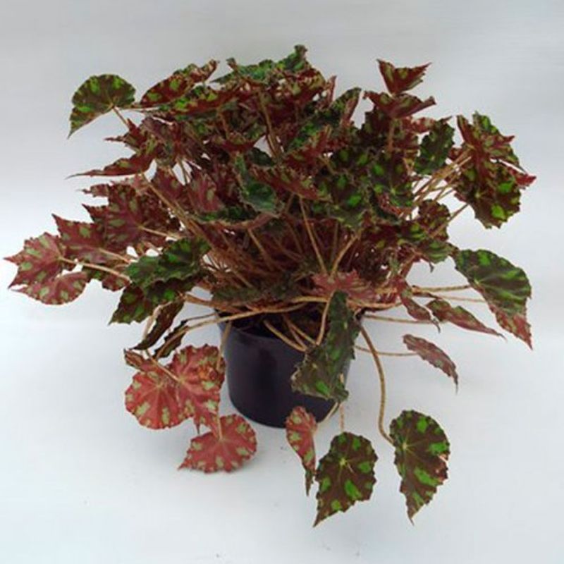 begonia-piel-de-sapo-p14-1