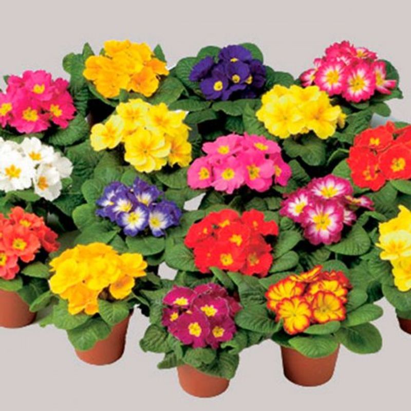 primulas-surtidas-p10-1