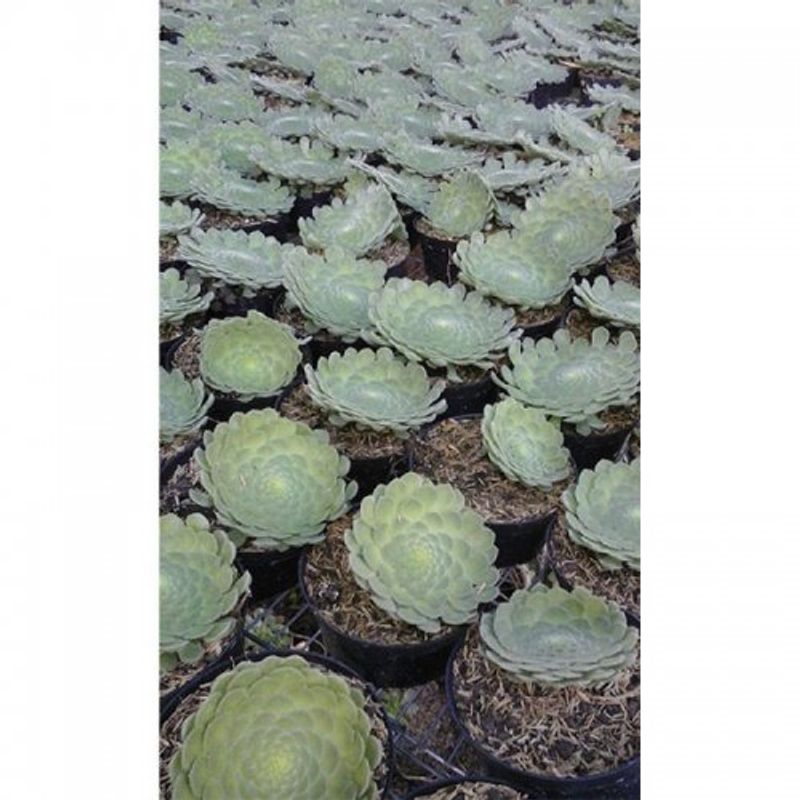 suculenta-rosa-de-jerico-p_10-1