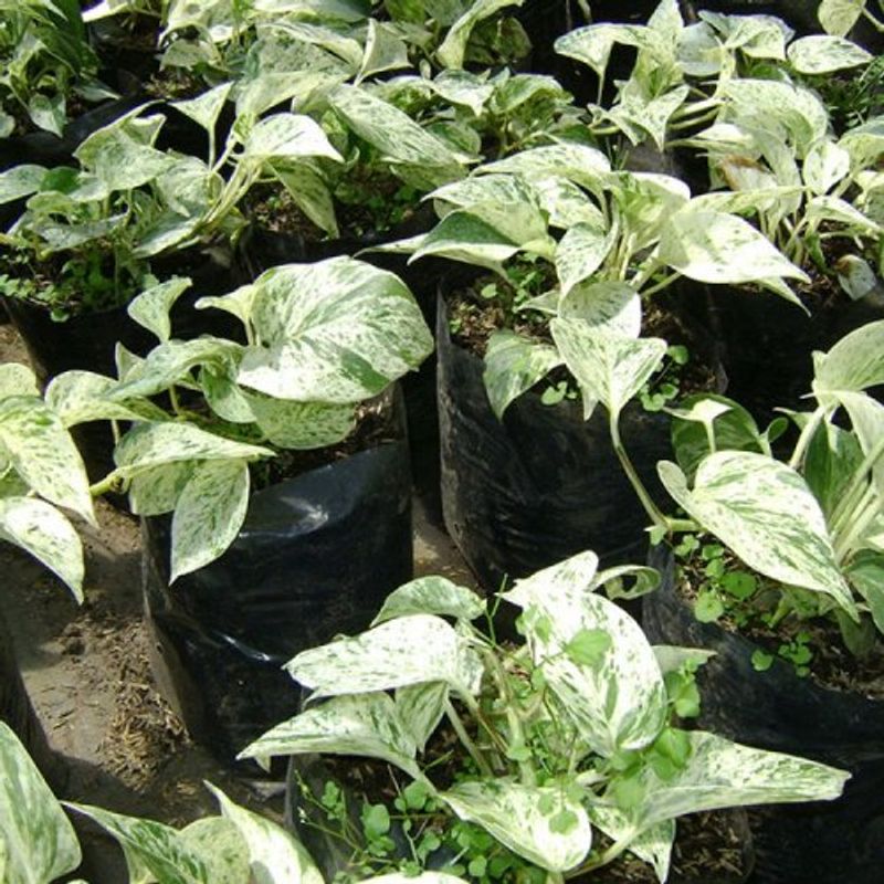 miami-variegado-b_17-1