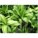 dracena-massangena-b_30-1