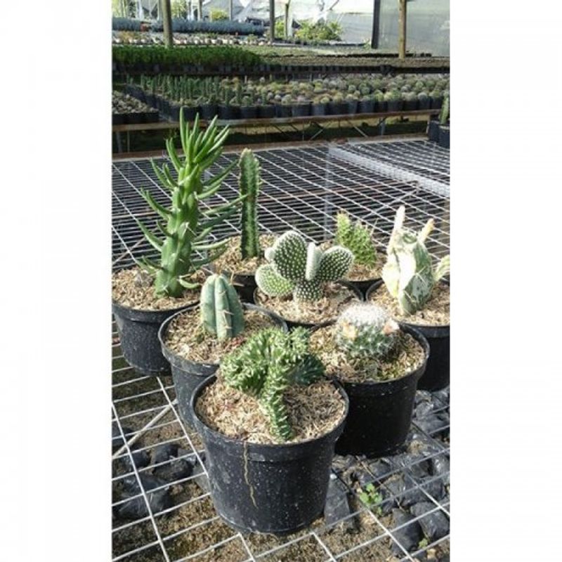 cactus-p_14-1
