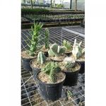 cactus-p_14-1
