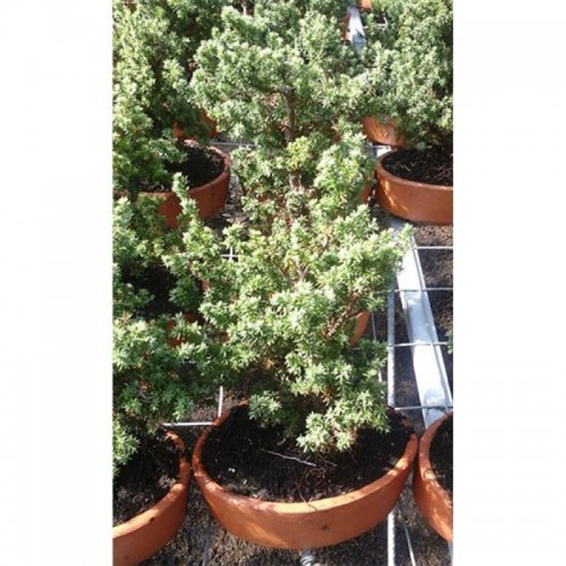 bonsai-pino-estrella-1