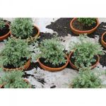 bonsai-pino-ovejo-1