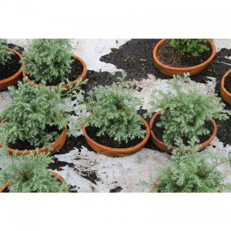 bonsai-pino-ovejo-1