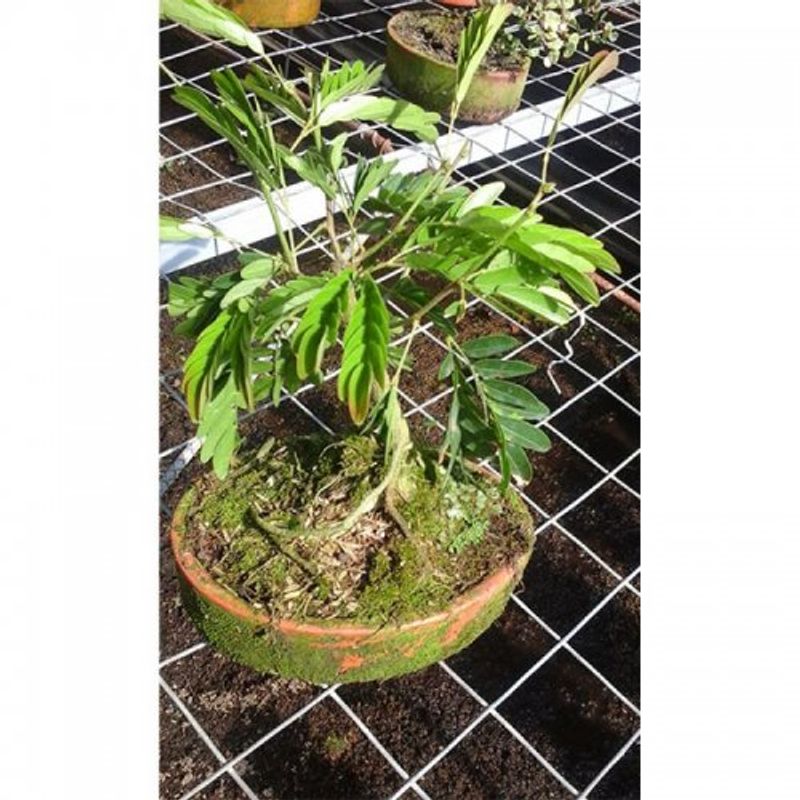 bonsai-arrayan-1