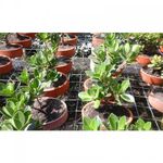 bonsai-ficus-retusa-1