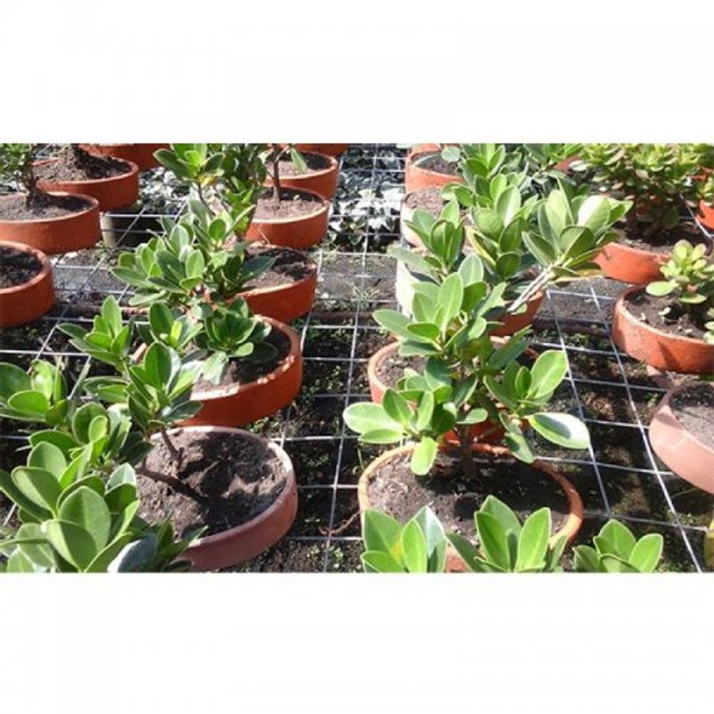 bonsai-ficus-retusa-1