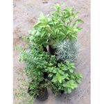 planta-aromatica-b17-1