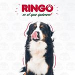 alimento-perros-adultos-ringo-croquetas-2-kg-3