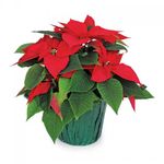 poinsettia-1