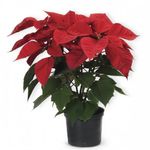 poinsettia-2