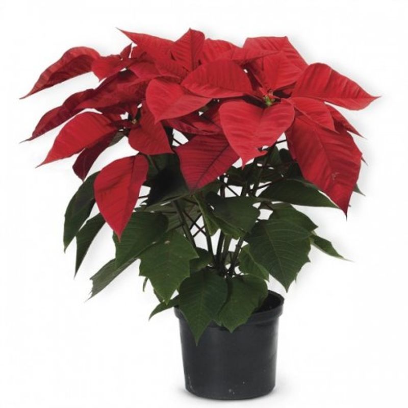 poinsettia-2
