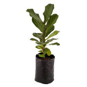 Planta ficus pandurata 13x16 Tierra Negra