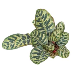 Planta natural de interior calathea papelito B26 Planticenter