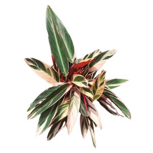Planta natural de interior calathea pluma de indio B26 Planticenter