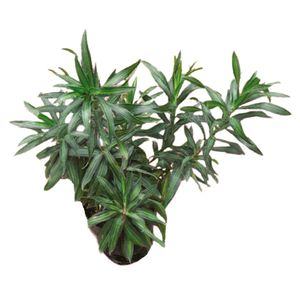 Planta natural de interior canción de Jamaica B35 Planticenter
