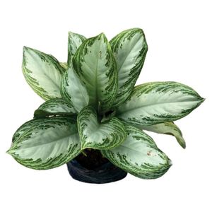 Planta natural de interior aglaonema silver bay patico B35 Planticenter