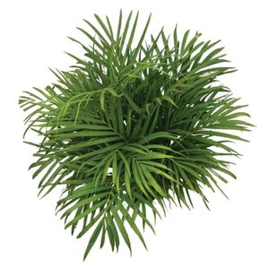 Planta natural de interior palma areca B35-80/100 Planticenter