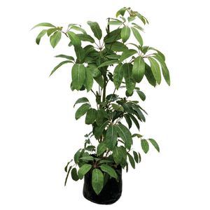 Planta natural de interior scheffelra arborea B35-100 Planticenter