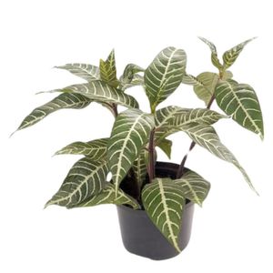 Planta natural de interior flor aphelandra P14 Planticenter