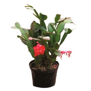 Planta natural de exterior filocactus cactus P14 Planticenter