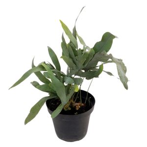 Planta natural de interior helecho blue star P14 Planticenter