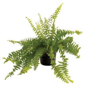 Planta natural de interior helecho boston P14 Planticenter