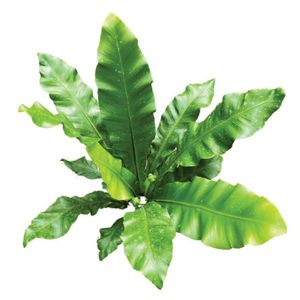 Planta natural de interior helecho nido de ave liso P14 Planticenter