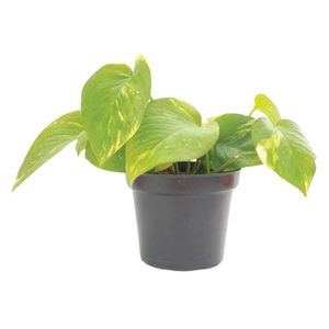 Planta natural de interior miami pothus P14 Planticenter