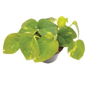 Planta natural de interior miami pothus P14 Planticenter