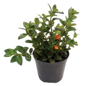 Planta natural de interior flor pescadito P10 Planticenter