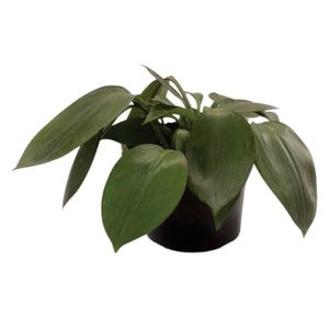 Planta natural de interior billete P14 Planticenter