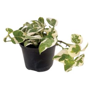 Planta natural de interior miami pothus blanco porcelana P14 Planticenter
