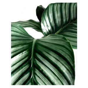 Cuadro canvas D2 40.8x50.8x0.5cm M+Design